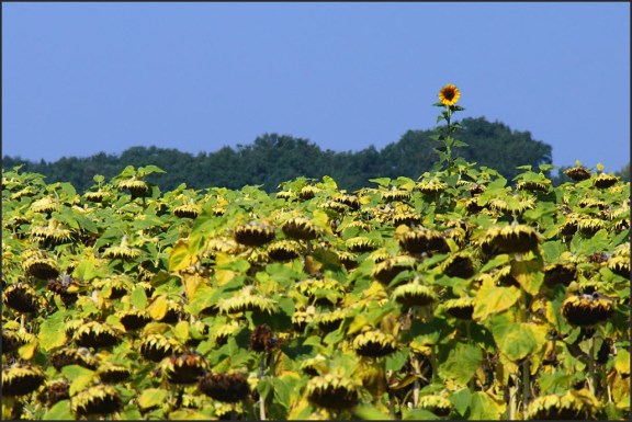 Head and shoulders above the rest