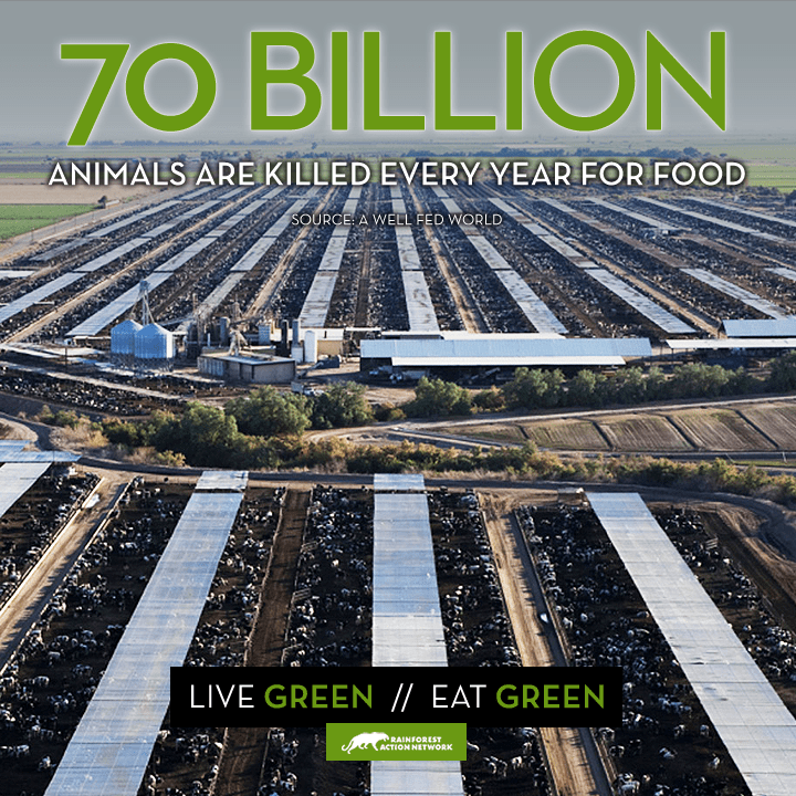 70 billion animals