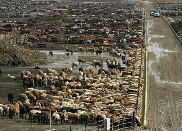 cattle feedlot 1
