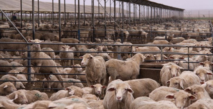 sheep feedlot