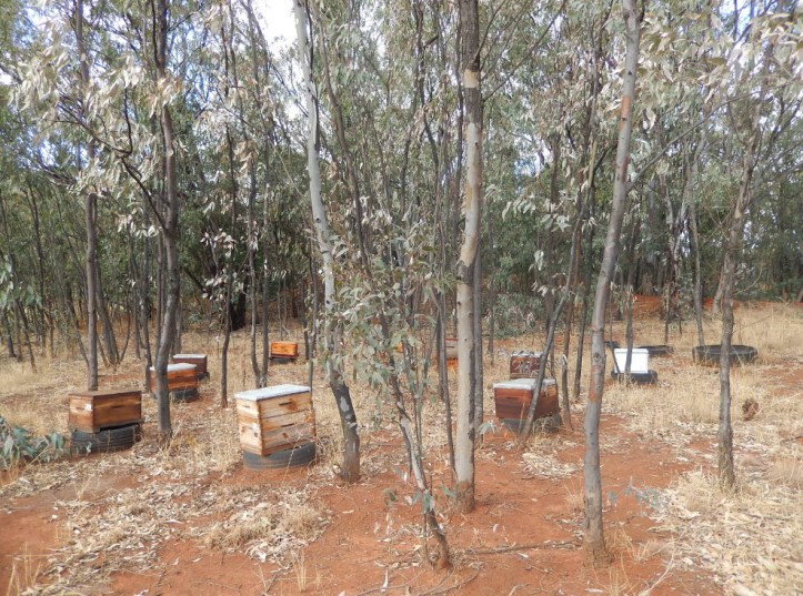 apiary