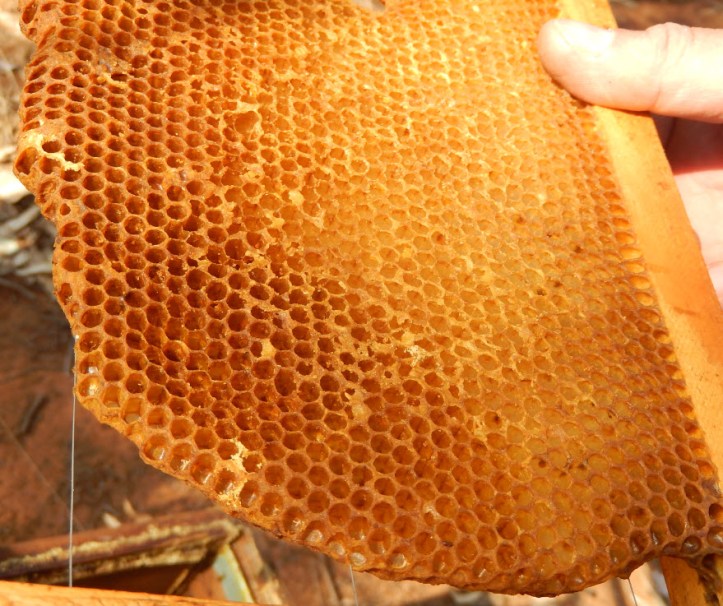 Honeycomb 2
