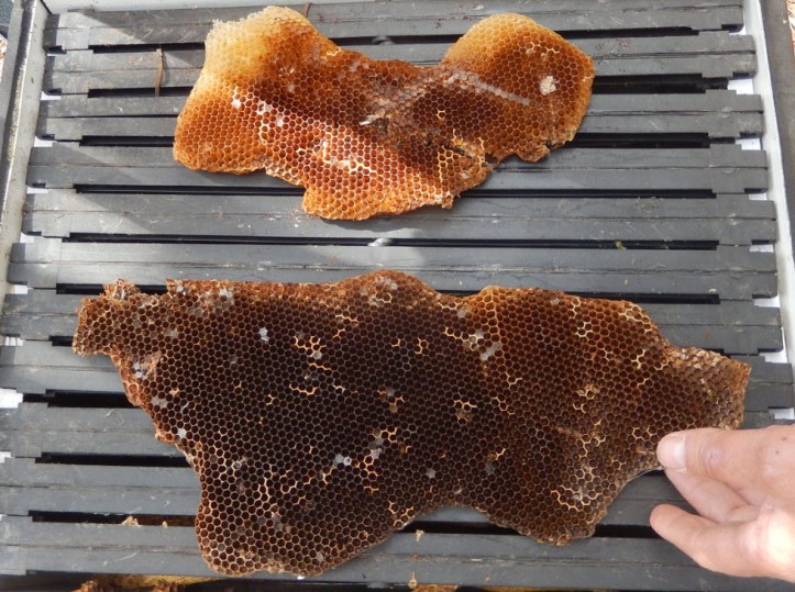 Honeycomb