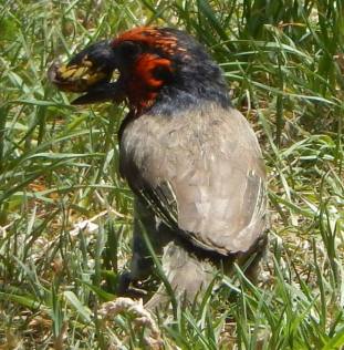 black collared barbet
