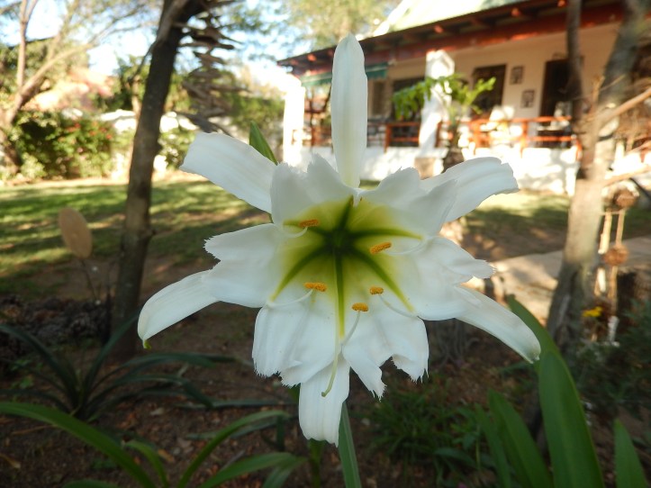 Random bulb that came up